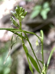Borodinia missouriensis