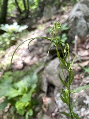 Borodinia missouriensis