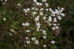 Saxifraga granulata