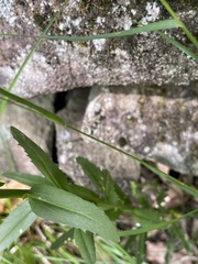 Borodinia missouriensis