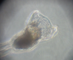 Collotheca