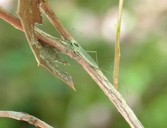 Nephrotoma virescens