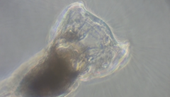 Collotheca