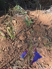Penstemon azureus