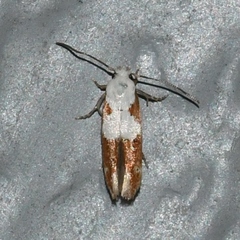 Mompha circumscriptella