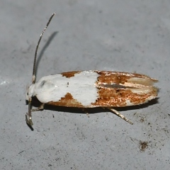 Mompha circumscriptella