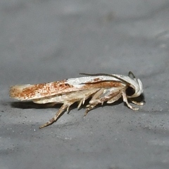 Mompha circumscriptella