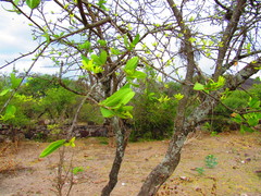 Forestiera