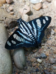 Jemadia menechmus