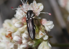Agrilus blandus