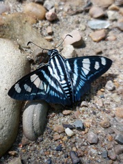 Jemadia menechmus