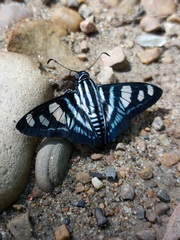 Jemadia menechmus
