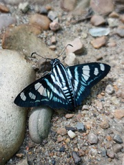 Jemadia menechmus