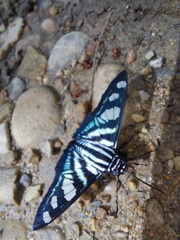 Jemadia menechmus