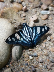 Jemadia menechmus