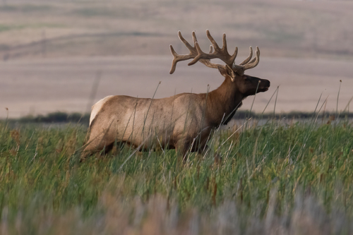Tule Elk photographed in California