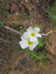 Oxalis viscosa