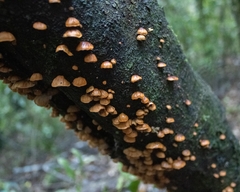 Anthracophyllum discolor