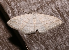 Scopula ancellata