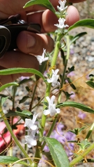 Sairocarpus cornutus leptaleus