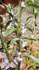 Sairocarpus cornutus leptaleus