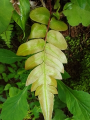 Blechnum occidentale