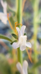 Sairocarpus cornutus leptaleus