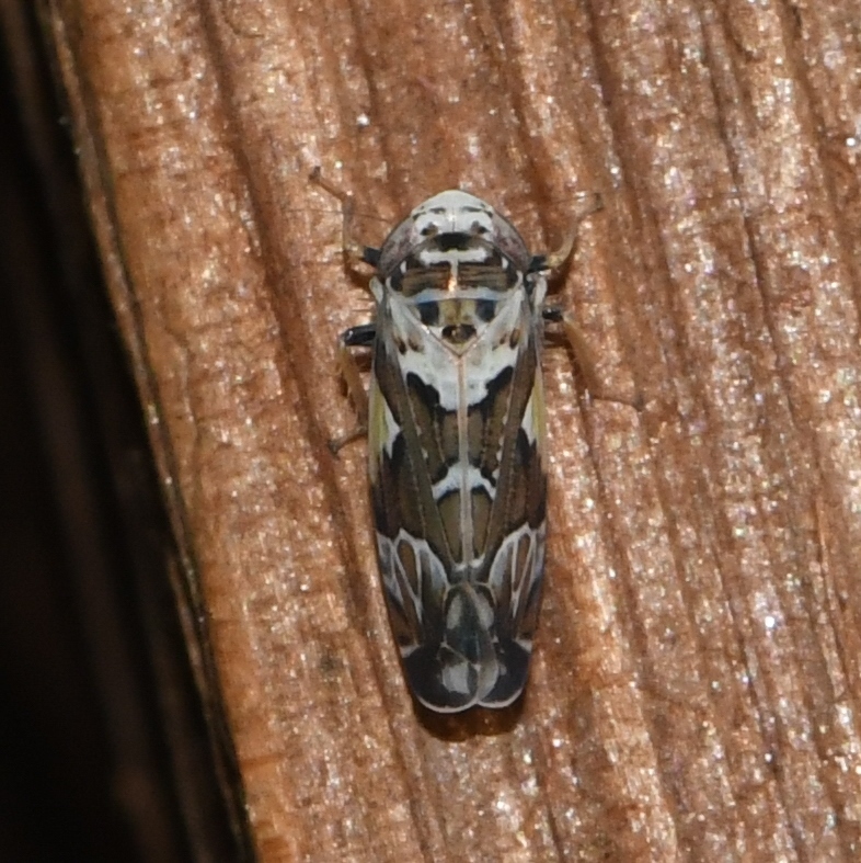 Sanctanus cruciatus