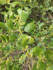 Ceanothus velutinus