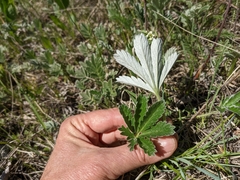 Potentilla pulcherrima
