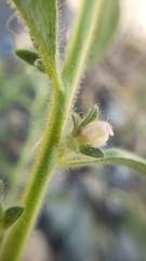 Sairocarpus cornutus leptaleus