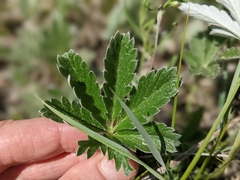 Potentilla pulcherrima