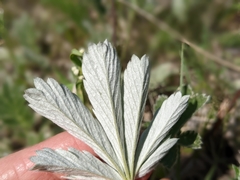 Potentilla pulcherrima