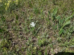 Potentilla pulcherrima