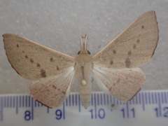 Oenochroma phyllomorpha