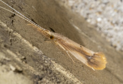 Triaenodes marginatus