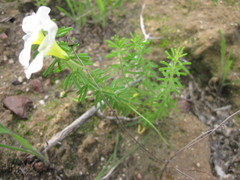 Oxalis viscosa