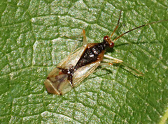 Hyaliodes