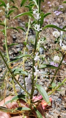 Sairocarpus cornutus leptaleus