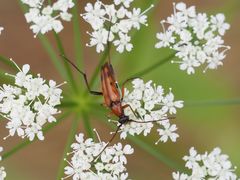 Stenurella septempunctata