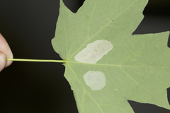 Phyllonorycter lucidicostella