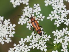 Stenurella septempunctata