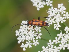 Stenurella septempunctata