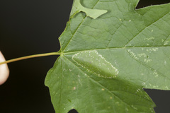 Phyllonorycter lucidicostella