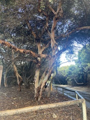 Eucalyptus utilis