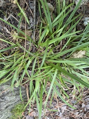 Carex abscondita
