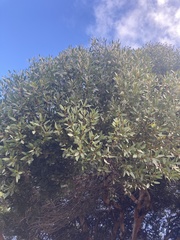 Eucalyptus utilis