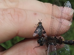 Chrysops cincticornis