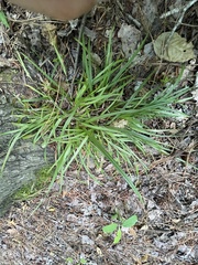 Carex abscondita
