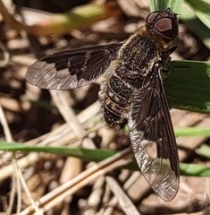 Hemipenthes seminiger